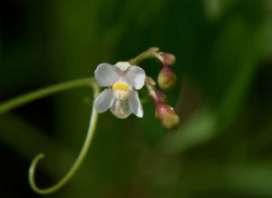 cardiospermum-halicacabum-1072