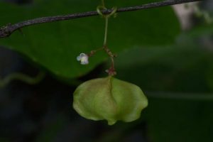 cardiospermum-halicacabum-4-1072