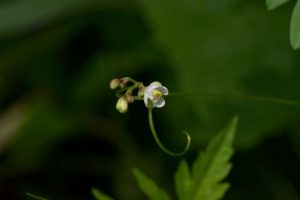 cardiospermum-halicacabum-5-1072
