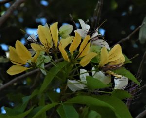 dsc_0017-copy