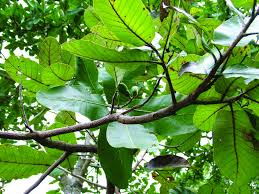 semecarpus-anacardium-1