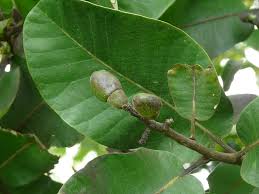 semecarpus-anacardium-2