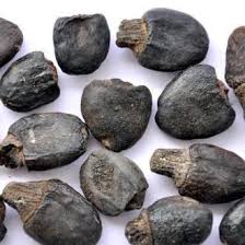 semecarpus-anacardium-3