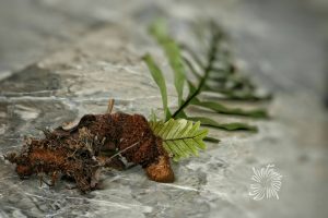 drynaria-2